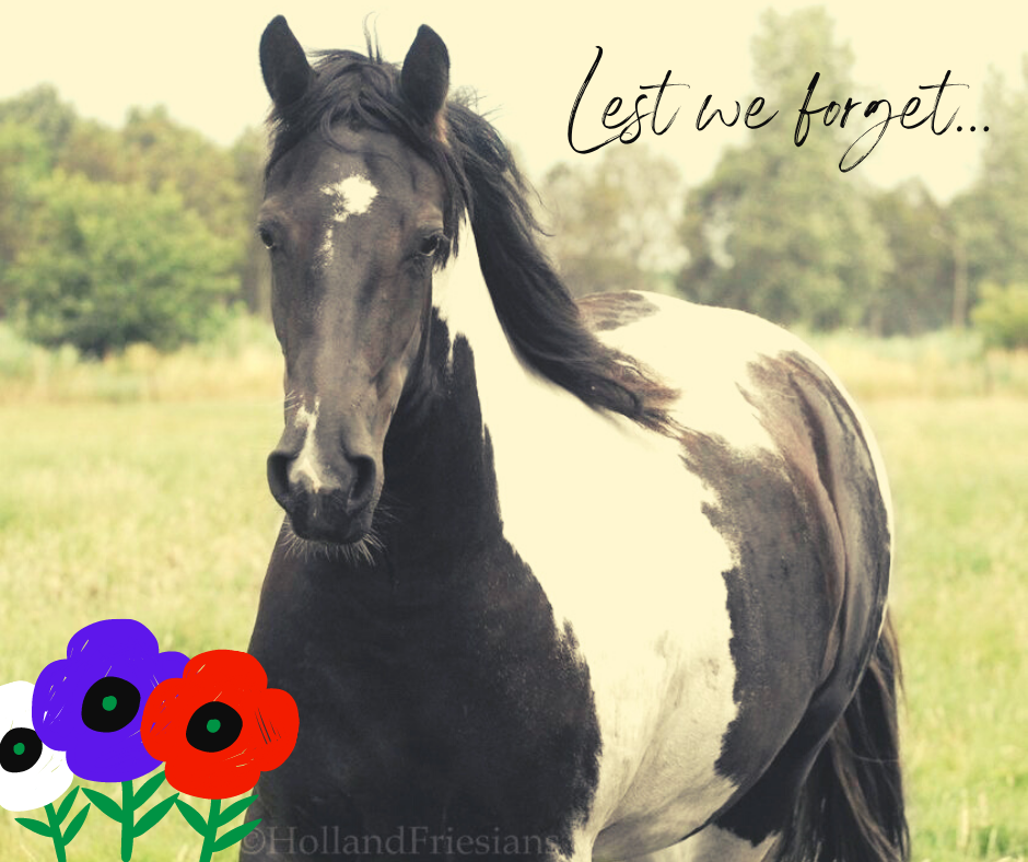 Lone Pine Friesian and Barock Pinto Horses